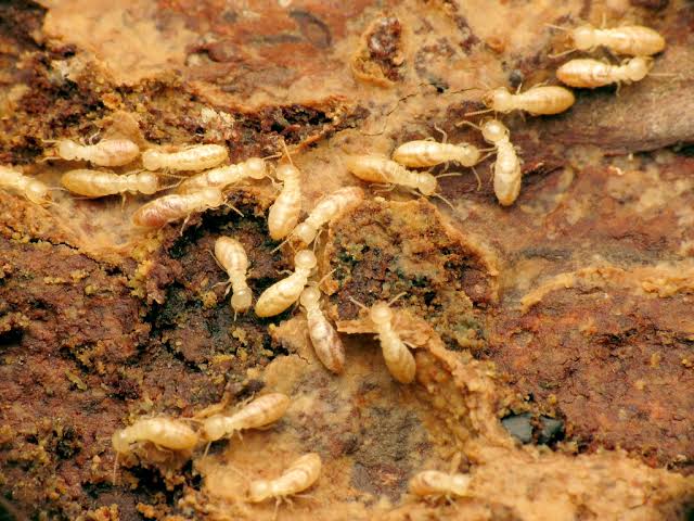 13 Weird and Wonderful Facts about Termites