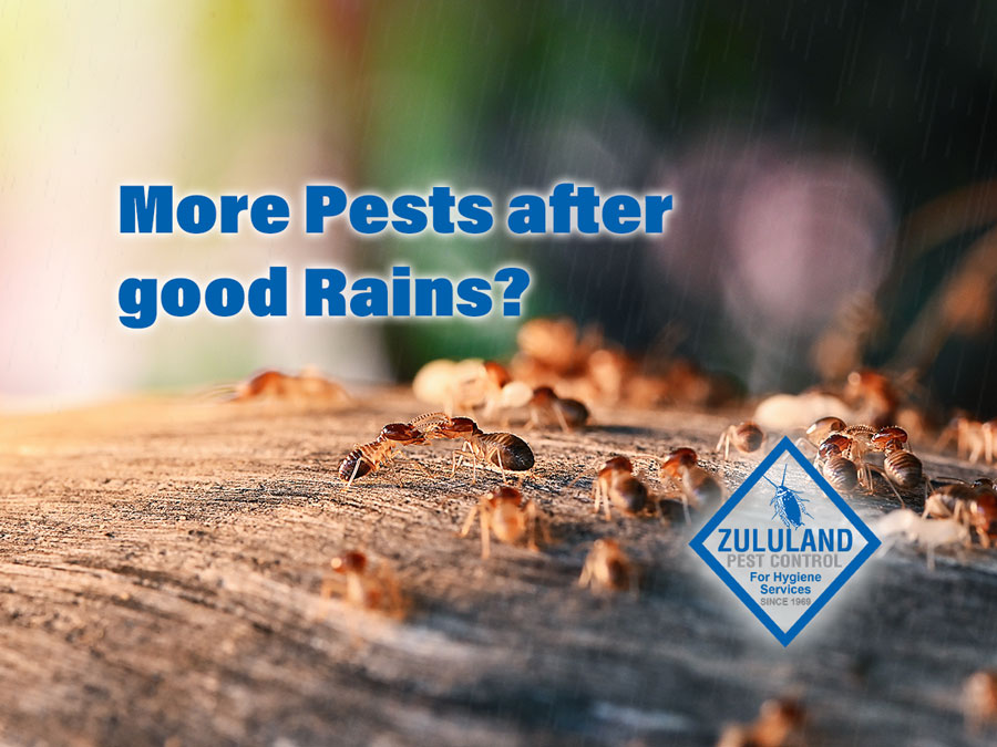 Pests and Spring rains