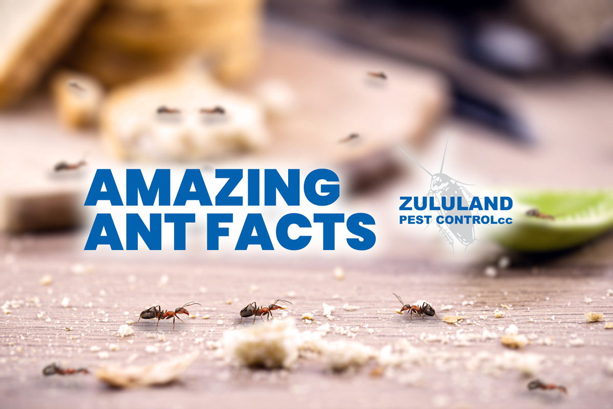 Amazing Ant Facts